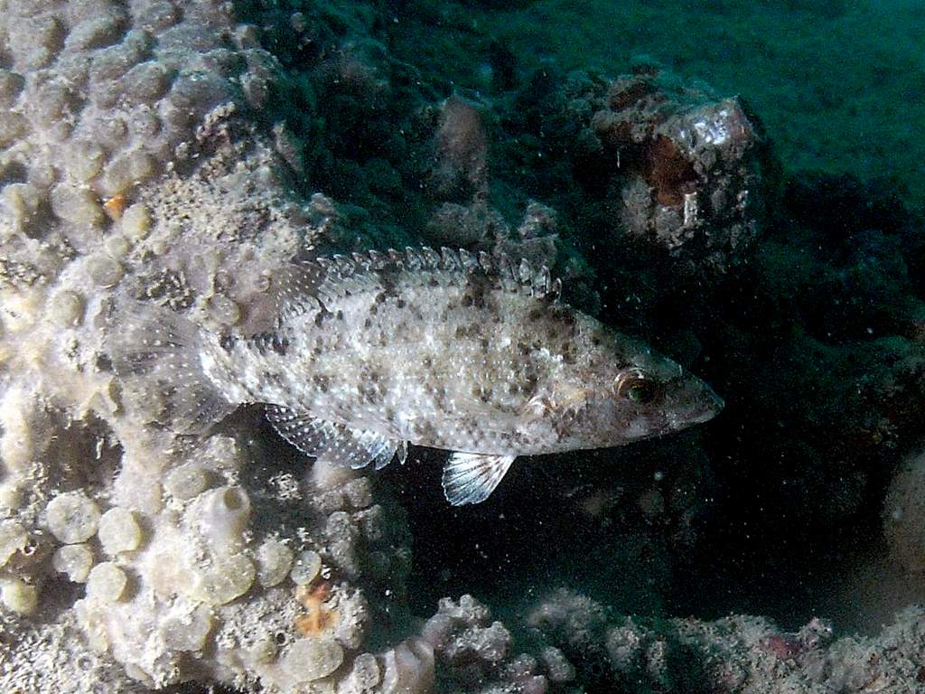 Symphodus cinereus dal Golfo di Venezia